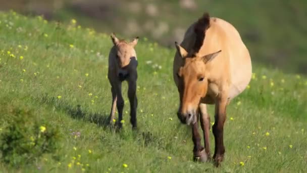 Flock Przewalskis Häst Equus Ferus Przewalskii Som Betar Gräsmark Mongoliet — Stockvideo