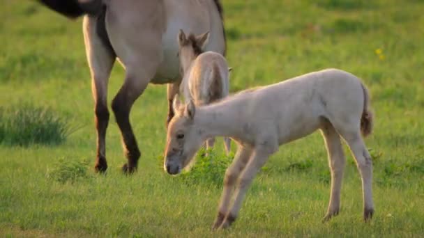 Stado Konia Przewalskiego Equus Ferus Przewalskii Pasące Się Łąkach Mongolia — Wideo stockowe