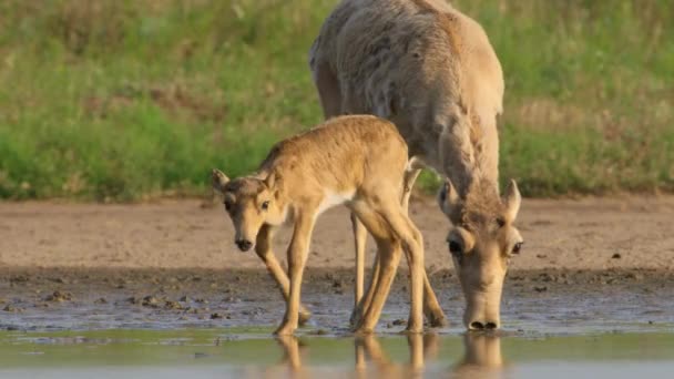 Primo Piano Dell Antilope Saiga Saiga Tatarica Pascolo Prati Mongolia — Video Stock