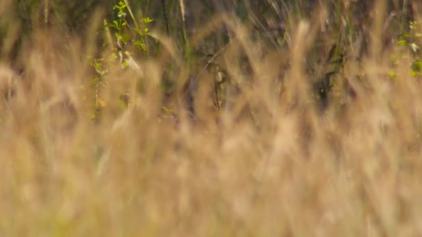 草はロイヤル ベンガル タイガース Panthera Tigris ストライプと影のブレンド カジランガ国立公園 インドを隠す — ストック動画