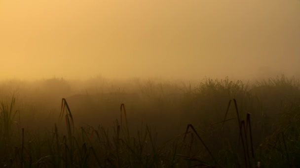 日没の長い草の間のインドのサイ サイユニコーニス 放牧の閉鎖 カジランガ国立公園 インド — ストック動画