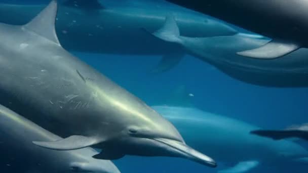 Primer Plano Del Delfín Hilandero Stenella Longirostris Nadar Bajo Agua — Vídeo de stock