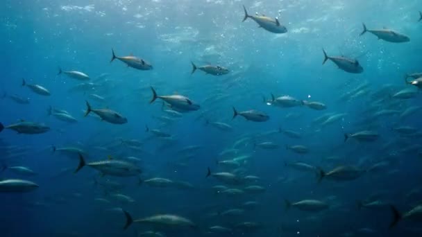Ein Schwarm Gelbflossenthunfische Thunnus Albacares Schwimmt Pazifik Vor Der Küste — Stockvideo