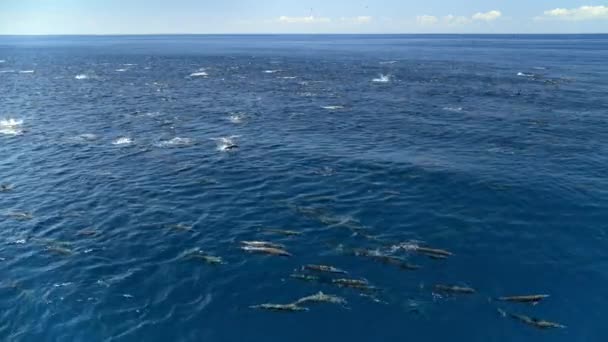 Golfinho Rotador Stenella Longirostris Nada Superfície Oceano Pacífico Largo Costa — Vídeo de Stock