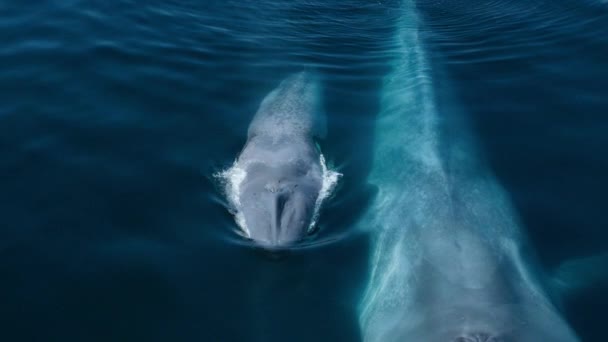 蓝鲸妈妈和它的小崽子 Balaenoptera Musculus 在墨西哥湾太平洋沿岸的公海上漫游 — 图库视频影像