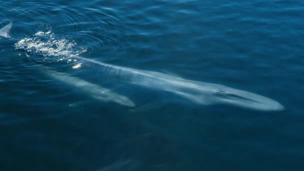 蓝鲸妈妈和它的小崽子 Balaenoptera Musculus 在墨西哥湾太平洋沿岸的公海上漫游 — 图库视频影像