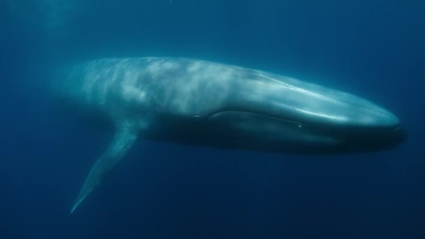 Close Blue Whale Balaenoptera Musculus Underwater Scene Gulf California Mexico — Stock Video