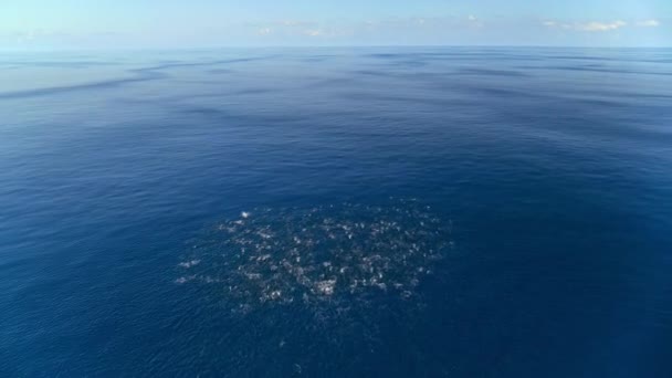 Группу Дельфинов Охотятся Косатки Калифорнийском Заливе Тихоокеанском Побережье Мексики — стоковое видео