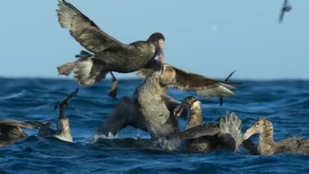 Riesensturmvögel Macronectes Giganteus Die Als Seegeier Bekannt Sind Fressen Der — Stockvideo