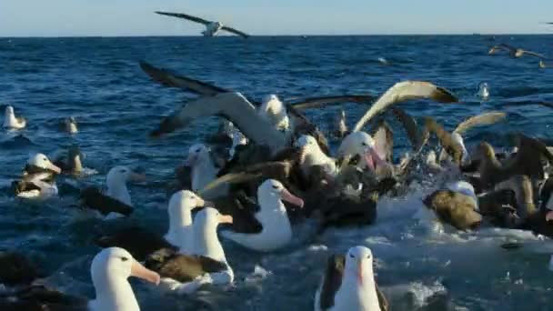 Albatros Ceja Negra Thalassarche Melanophris Aterrizando Del Cielo Comiendo León — Vídeo de stock