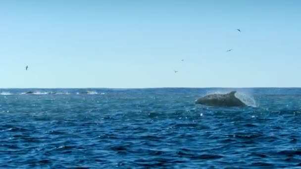 Grupo Golfinhos Sendo Caçados Por Baleias Assassinas Golfo Califórnia Costa — Vídeo de Stock