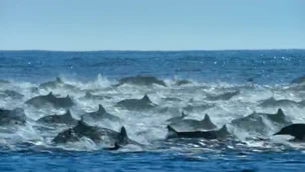 멕시코의 태평양 해안에 위치한 캘리포니아 범고래에게 사냥당하는 돌고래 — 비디오