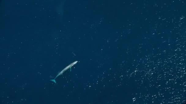 Veduta Aerea Della Balena Azzurra Balaenoptera Musculus Nuotare Superficie Golfo — Video Stock