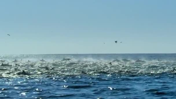 Групу Дельфінів Полюють Вбивці Китів Каліфорнійська Затока Тихоокеанському Узбережжі Мексики — стокове відео