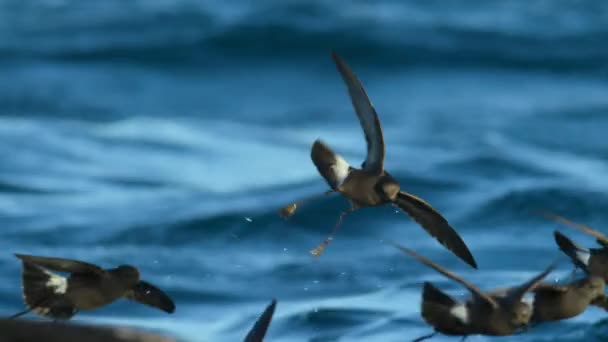 Petrel Tormenta Wilson Oceanites Oceanicus También Conocido Como Petrel Wilson — Vídeos de Stock