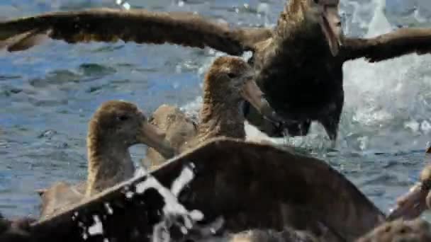 被称为海鸥的巨型海燕是南极食腐海狮的食腐动物 — 图库视频影像