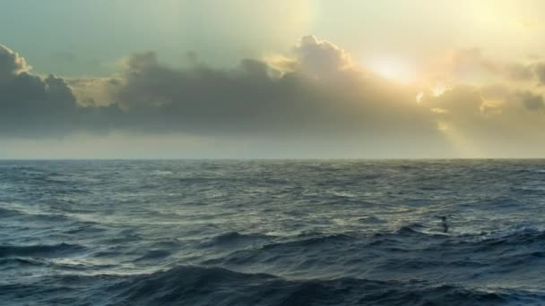 漫游的信天翁 Diomedea Exulans 飞越海洋寻找食物 南极洲 慢动作 — 图库视频影像