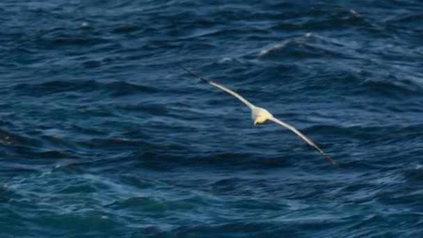 Gli Albatros Vaganti Esultanti Diomedea Volo Sopra Oceano Alla Ricerca — Video Stock