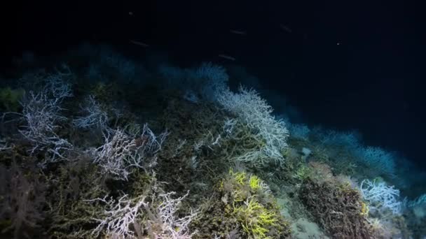 Fischernetze Der Tiefsee Die Über Den Meeresboden Gezogen Werden Zerstören — Stockvideo