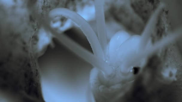 Egy Sörte Féreg Polychaeta Telepedett Haza Korallban — Stock videók