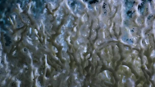 Mercanlar Sert Iskeletle Birbirine Bağlı Koloniler Halinde Yaşayan Çok Sayıda — Stok video