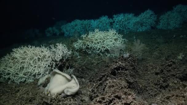 Глибоководний Корал Lophelia Matusa Розплідники Багатьох Глибоководних Істот — стокове відео