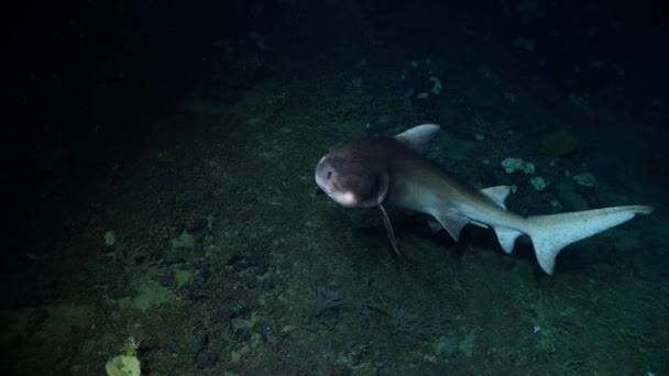 沙虎鲨 Carcharias Taurus 栖息在大陆架上 来自沙质海岸线和水下珊瑚礁 — 图库视频影像