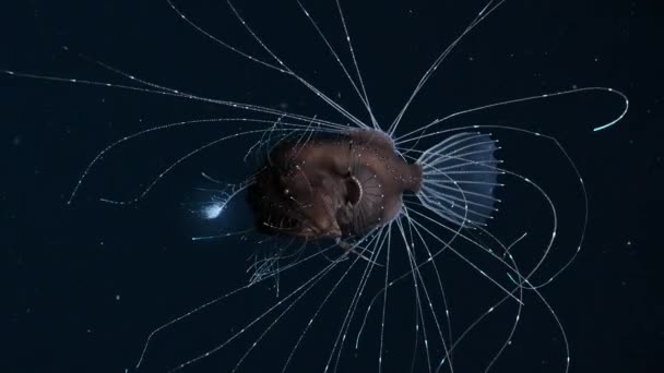 Deep Sea Anglerfish Has Array Sensors Detect Even Faintest Movement — Stock Video