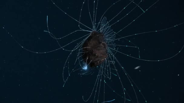 Deep Sea Anglerfish Has Array Sensors Detect Even Faintest Movement — Stock Video