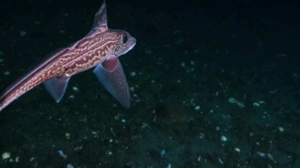 Enerji Tasarrufu Için Yavaş Hareket Eden Sinagog Balığı Hydrolagus Colliei — Stok video