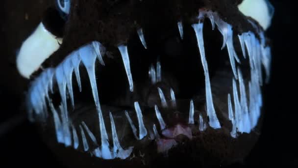 Ejderha Balıkları Stomiidae Familyasından Ejderha Balığının Korkunç Dişlerine Yem Olan — Stok video