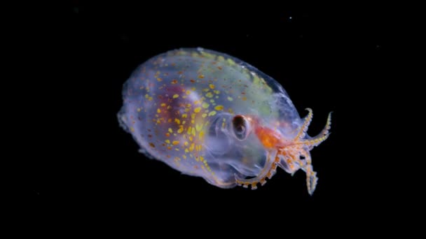 大西洋産の青少年深海遠洋性タコ Vitreldonella Richardi 半半透明種 — ストック動画