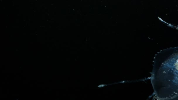 这个深海甲壳类动物的囊囊瘤就像玻璃一样清晰 — 图库视频影像
