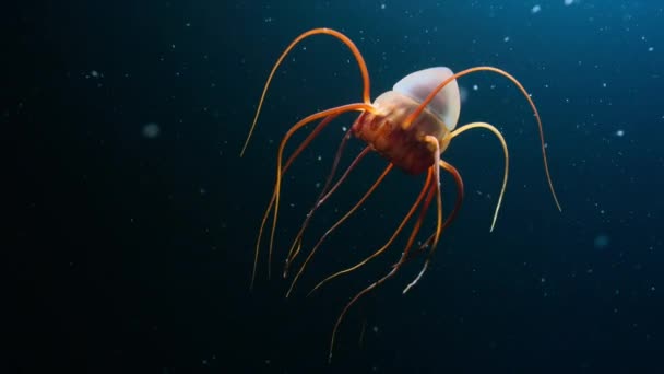 深海での獲物を捕獲するために触手を伸ばしたクラゲ セピア ケフィア の漂流物 — ストック動画