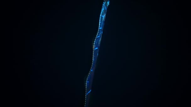 雷古尼龙 垂直悬挂 并沿着它们的背鳍使用有节奏的波浪 — 图库视频影像