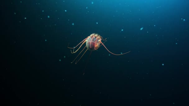 深海での獲物を捕獲するために触手を伸ばしたクラゲ セピア ケフィア の漂流物 — ストック動画
