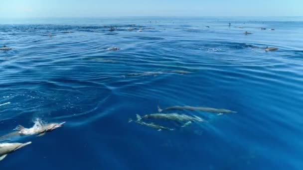 Forgó Delfin Stenella Longirostris Csendes Óceán Felszínén Costa Rica Partjainál — Stock videók