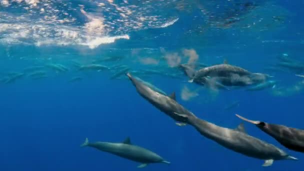 Delfín Hilandero Stenella Longirostris Produce Residuos Juegan Papel Vital Reciclando — Vídeos de Stock