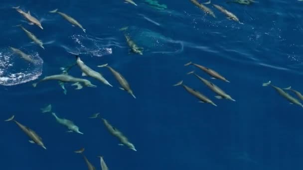 Der Spinner Delfin Stenella Longirostris Schwimmt Auf Der Oberfläche Des — Stockvideo