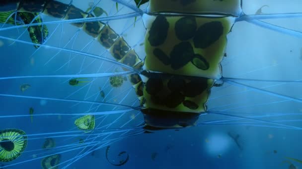 Phytoplankton Microscopic Drifting Plants Combine Nutrients Seawater Energy Sun Animation — Stock Video