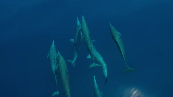 Spinner Delfín Stenella Longirostris Plavat Povrchu Tichém Oceánu Pobřeží Kostariky — Stock video