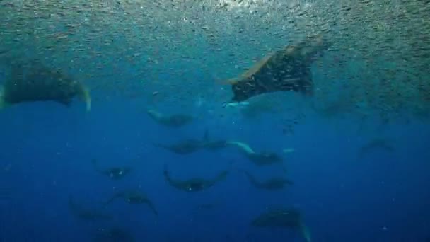 Mobula Sugarak Egy Csoportja Szájjal Szedik Fel Lanternfish Csendes Óceánon — Stock videók
