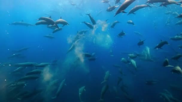 Delfín Hilandero Stenella Longirostris Produce Residuos Juegan Papel Vital Reciclando — Vídeo de stock