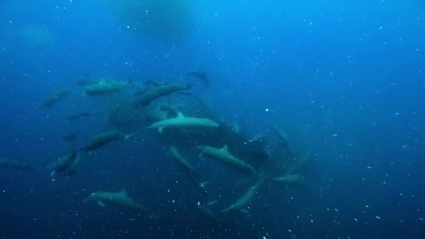 Close Spinner Dolphin Stenella Longirostris Caça Lanterna Peixes Nas Profundezas — Vídeo de Stock