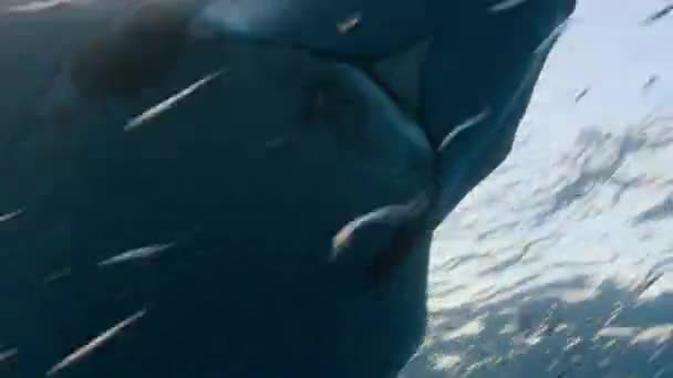 Een Groep Mobula Roggen Die Lantaarnvissen Oppikken Stille Oceaan Voor — Stockvideo