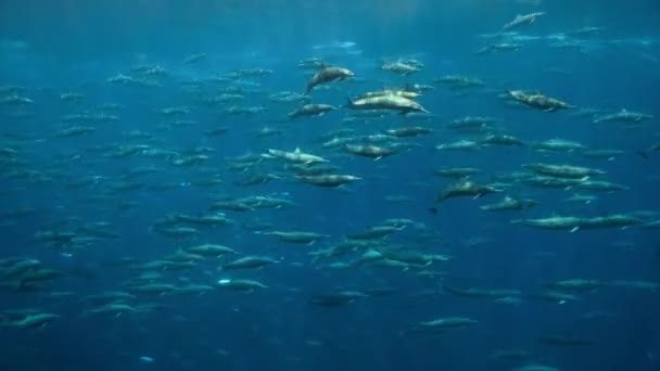 Nahaufnahme Des Spinner Delfins Stenella Longirostris Schwimmt Unter Wasser Pazifik — Stockvideo