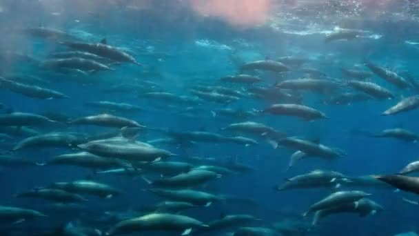 Close Spinner Dolphin Stenella Longirostris Swim Underwater Pacific Ocean Coast — Stock Video