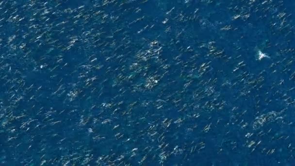 Golfinho Rotador Stenella Longirostris Nada Superfície Oceano Pacífico Largo Costa — Vídeo de Stock