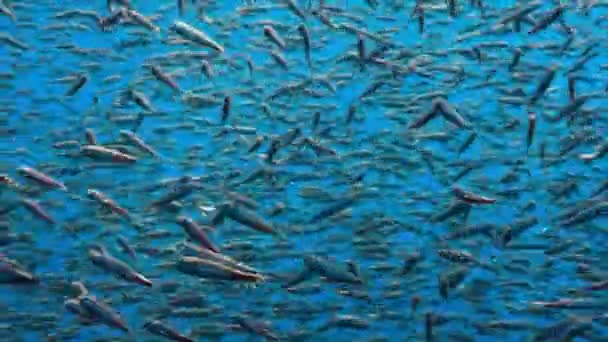 在中美洲哥斯达黎加海岸外的太平洋深处隐藏着一滩灯笼鱼 Myctophum Punctatum — 图库视频影像