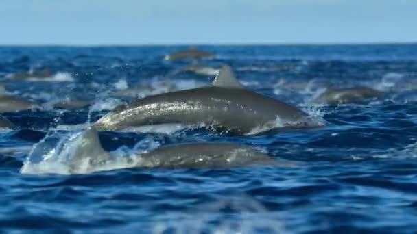 在中美洲哥斯达黎加海岸外的太平洋海面上游泳的纺锤海豚 Stenella Longirostris — 图库视频影像
